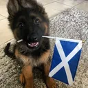 escocia
