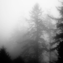 Into the Mist