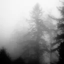 Into the Mist