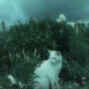 ֆɨʟɛռȶ ֆքǟƈɛ