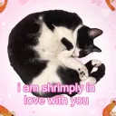 Transfem for Transmasc :3