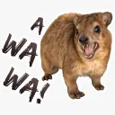 Hyrax Daily's server