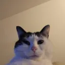 CandouChan