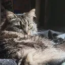 stormy fanclub