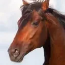 horse