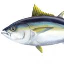 Finless fish!!!