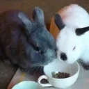 bunny pâtisserie