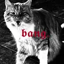 bang · rvmp .ᐟ