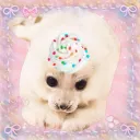 Suki's Seals