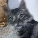 x)