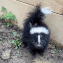 #ILuvSkuncks
