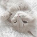 /whitekittens