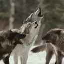 — the pack .