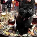 Cat's Cult