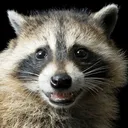 Emotes | Raccoons