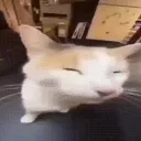 streamcord