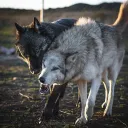 Canis Saltus Reserve