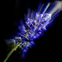 Blue Bonnets