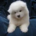 puppy town!
