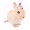 bunni fg