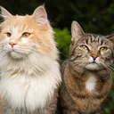 Emotes | Cats