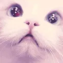 ❥ ⍴ᥣᥙsһ ⍴ᥙrgᥲ𝗍᥆rᥡ