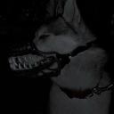 𐂯_THE YUME KENNEL_ 𐂯