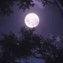 Moonlit Hangout