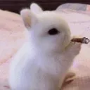 ⊹ ˖ Ი𐑼  rabbithole
