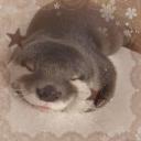 ~Otterverse~