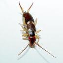 Earwig Hub