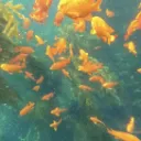 Stan&Don's coral reef