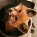 pizdolizs