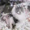 Snow's Begin REBORN