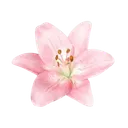 ⌗  LOVE ISLAND .ᐟ MULTIFANDOM RP
