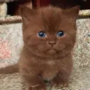 meowmeowmeowmeowmeowmeow