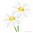 🌼 マーガレット 🌼