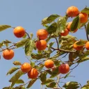 ꜝ﹒apricot﹒⟢