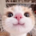 Server Icon