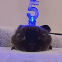 meowmax
