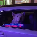 Bark Bar!