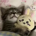 Meowsagi Cafe !