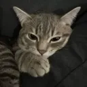 Catopia