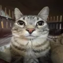 Test server