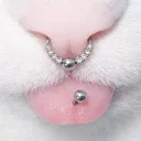 /Paws • friends