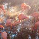 Flamingos 🦩