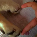 Furries den