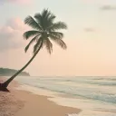 The Oasis