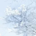 𑣲⋆ bluebell