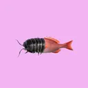 Bugfishhhh Server